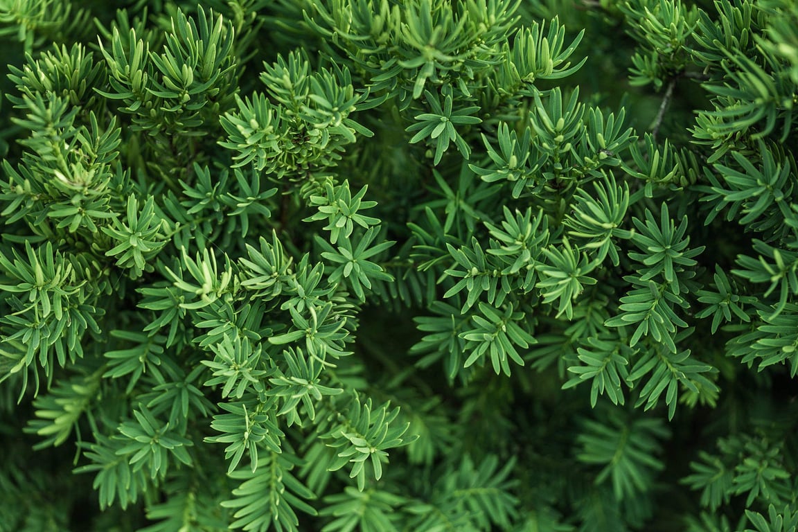 Green Bush Background