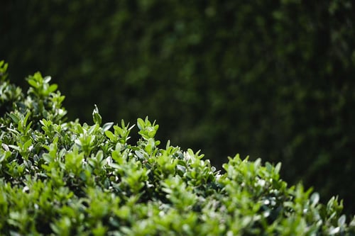 a close up of a bush