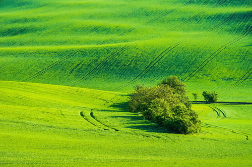 a green rolling hills with trees