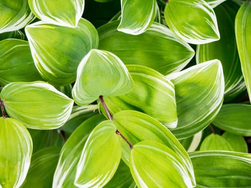 a close up of green leaves