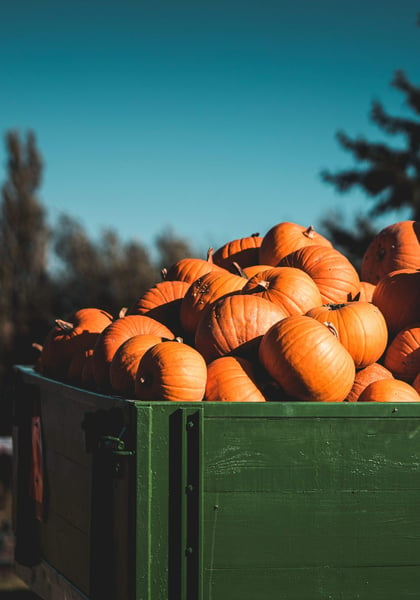 a large pile of pumpkins in a green container