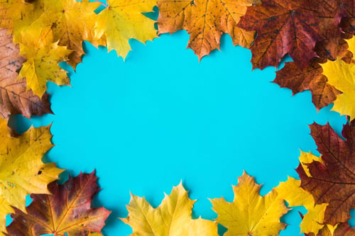 a group of colorful leaves on a blue background