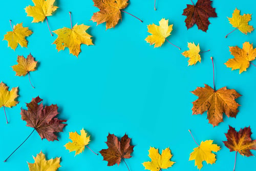 a group of yellow and brown leaves on a blue background
