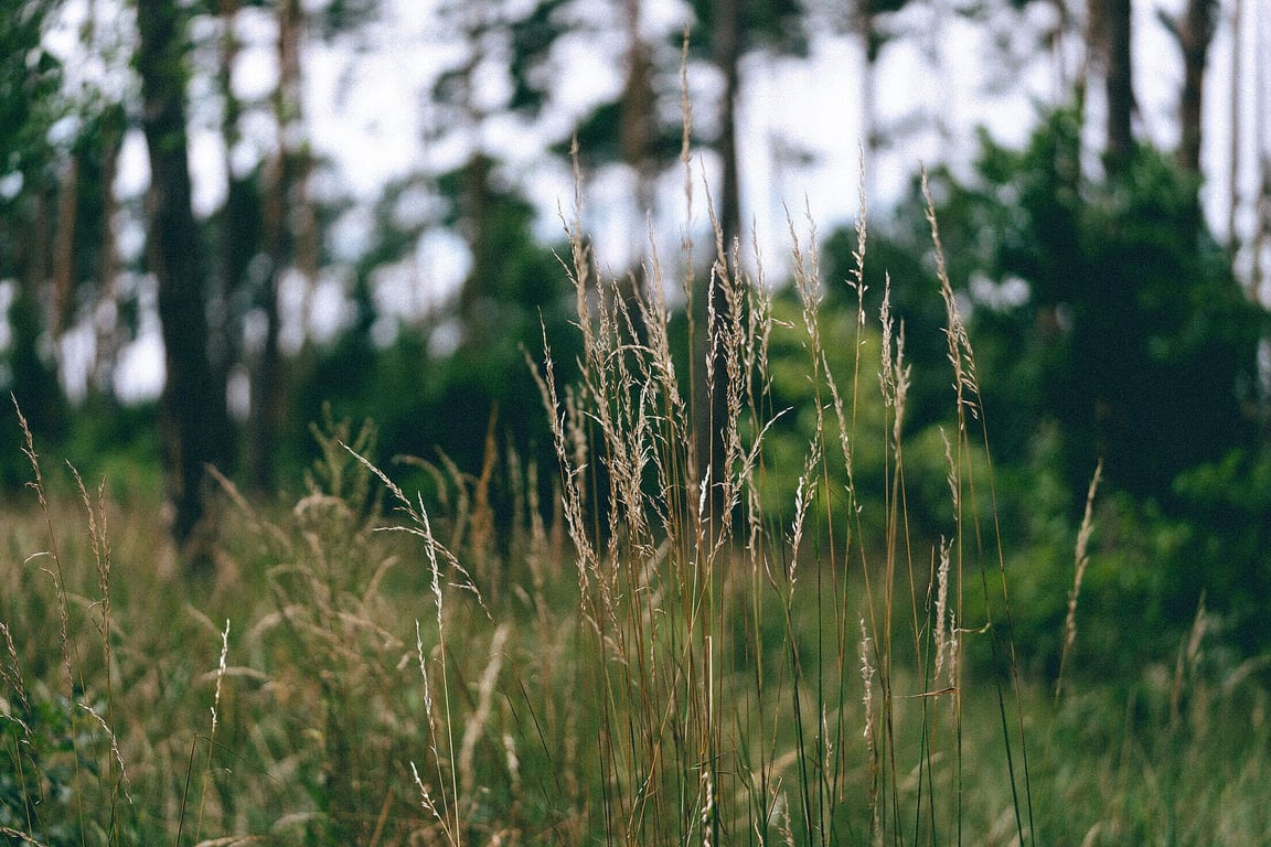 High Grass And Flora In Forest