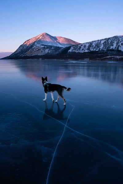 a dog standing on ice