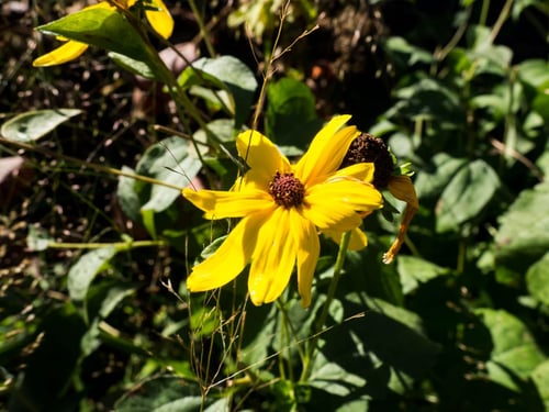 a yellow flower with dark center