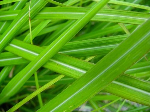 close up of a green grass