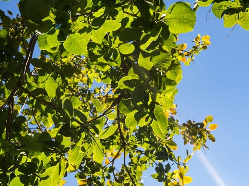 a tree with green leaves and blue sky
