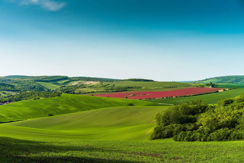 a green rolling hills with trees and a red flower