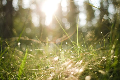 a close up of grass and sun
