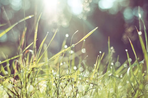 a close up of grass with dew on it