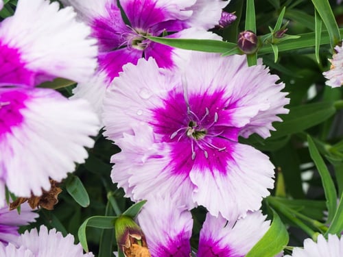 a group of purple and white flowers