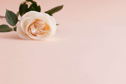 a white rose on a pink surface