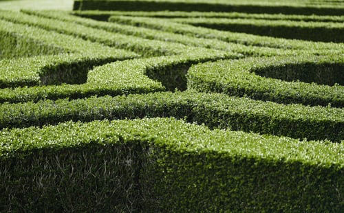a hedge maze with many bushes