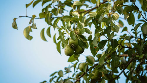 a tree with green fruits