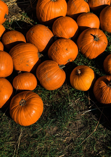 a group of pumpkins on grass