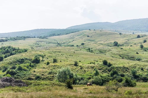 a large grassy hill with trees and a group of animals