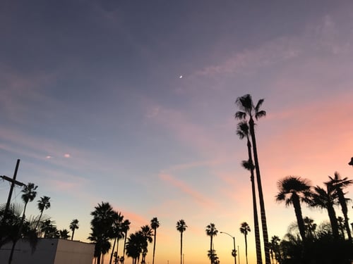 a group of palm trees and a sunset