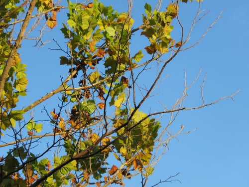 a tree with green and yellow leaves