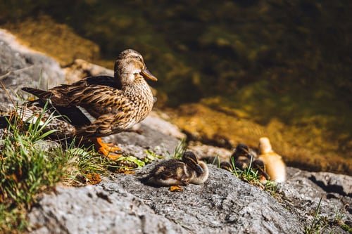 a duck with ducklings on rocks