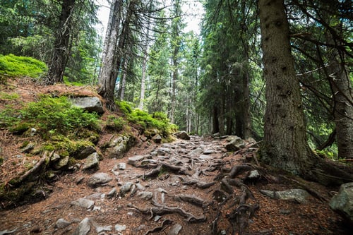 a rocky path in a forest