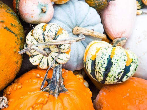 a group of pumpkins and squashes