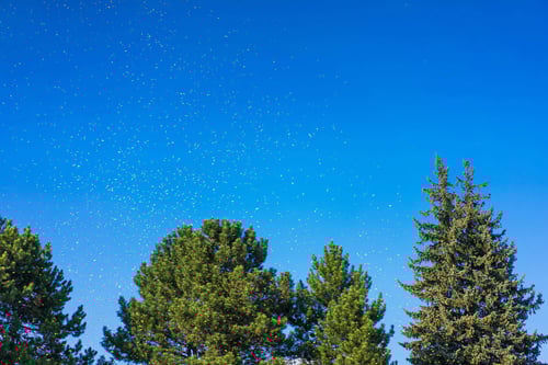 a group of trees with blue sky