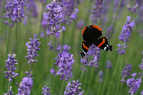 a butterfly flying over purple flowers