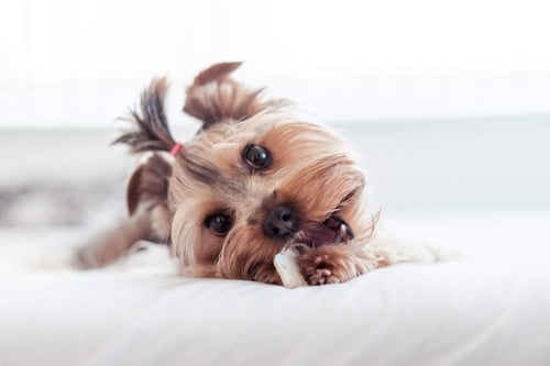 a dog lying on a bed with a bone in its mouth