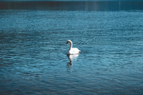 a white swan swimming in a body of water