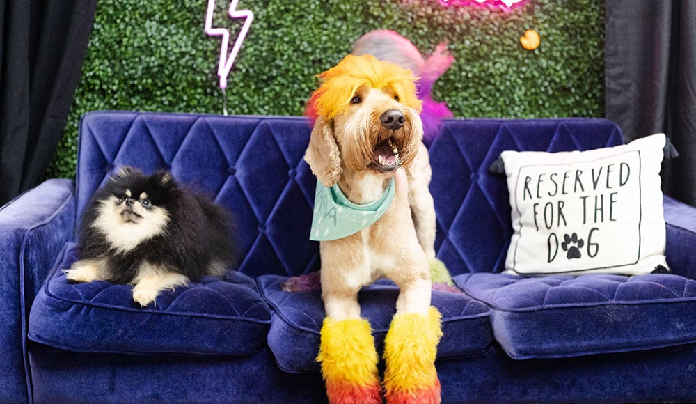 The Puppery