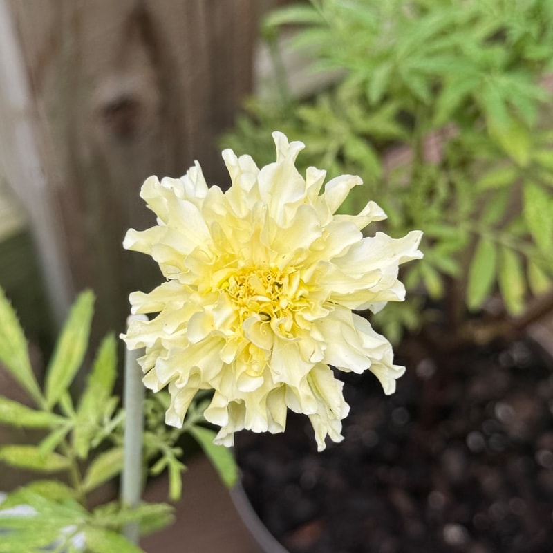 Blooming White Marigolds