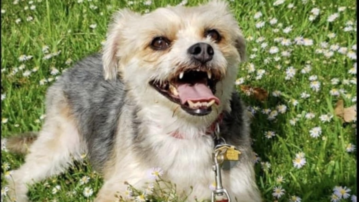 A dog named Benny smiling in a field of flowers. 