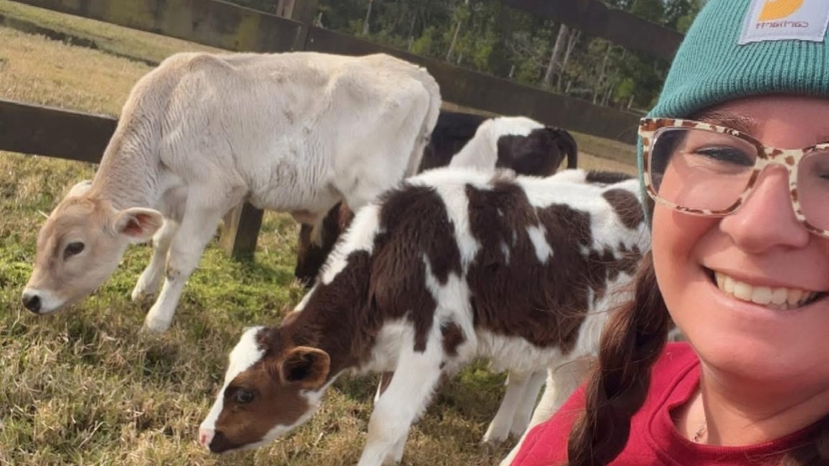 The Main Heifer