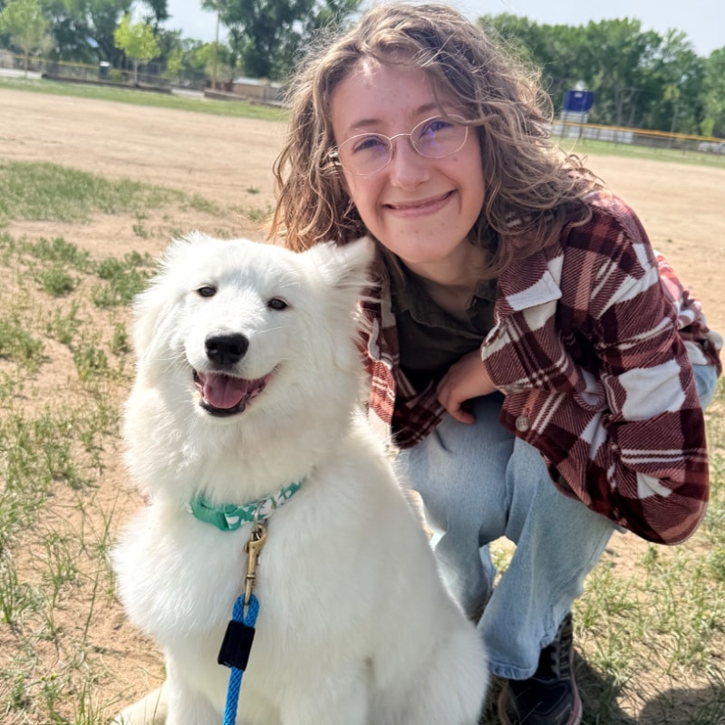 Samoyed dog