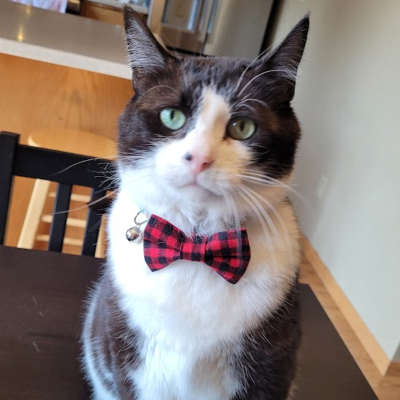 A tuxedo cat wearing a red bowtie