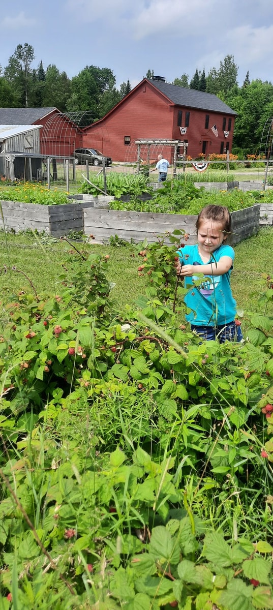 Little girl about 7 picking raspberries from the garden