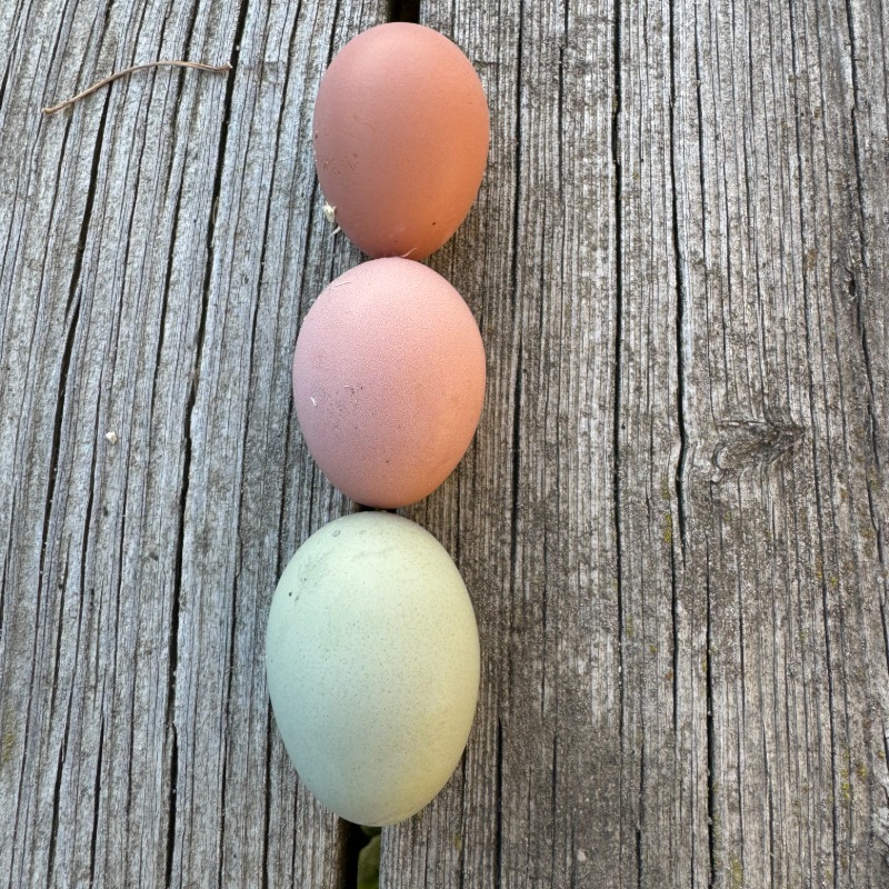 Unwashed eggs