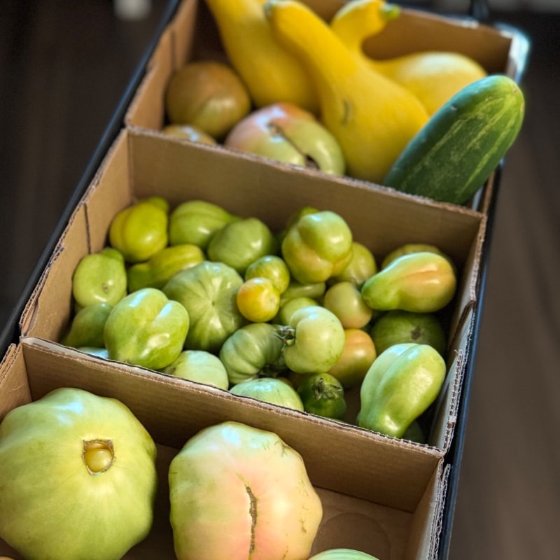 Heavy Slicer Tomatoes & Crookneck Squash