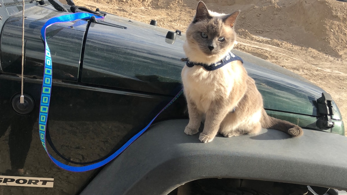 Photo of Zoe the Cat. 