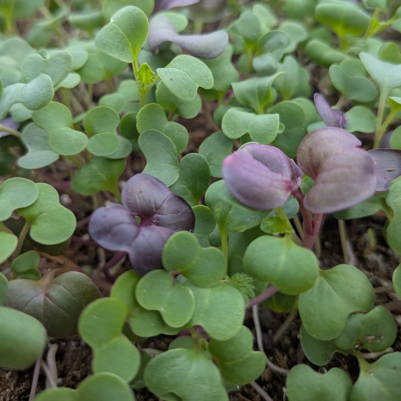Photo of Superfood Blend Microgreens