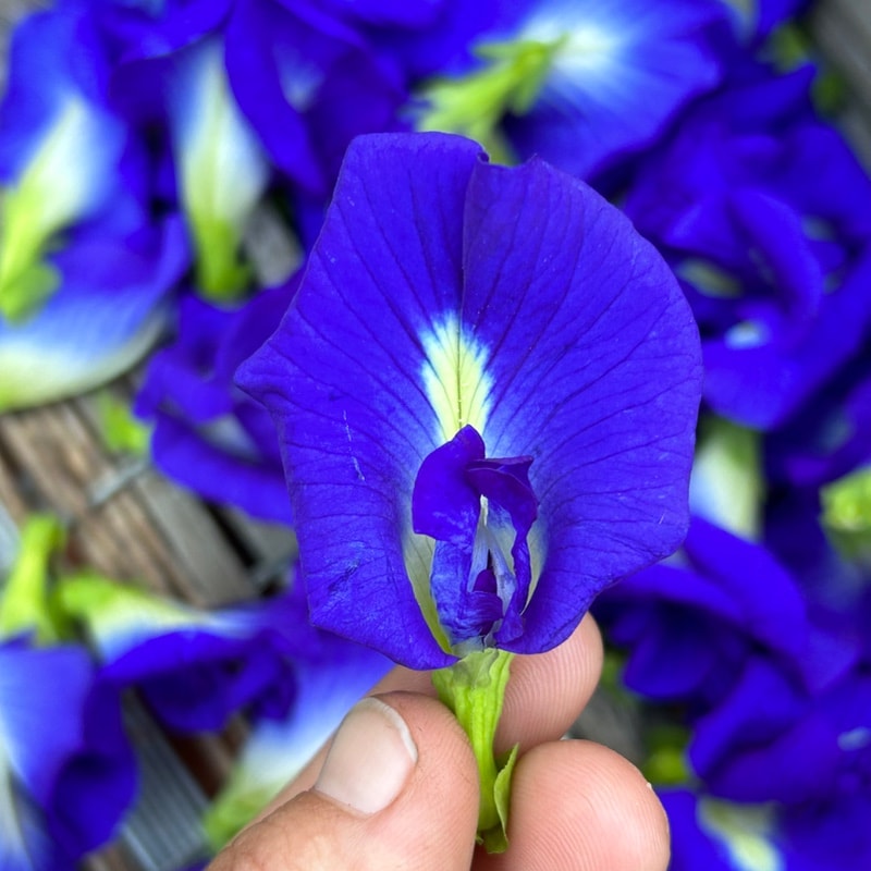 Butterfly Pea PLANT