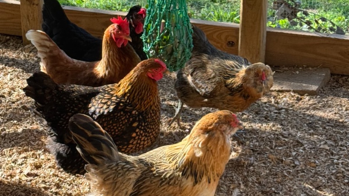 The Sunrise Sisters enjoy fresh cut Kale from the garden