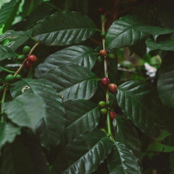 Locally Roasted