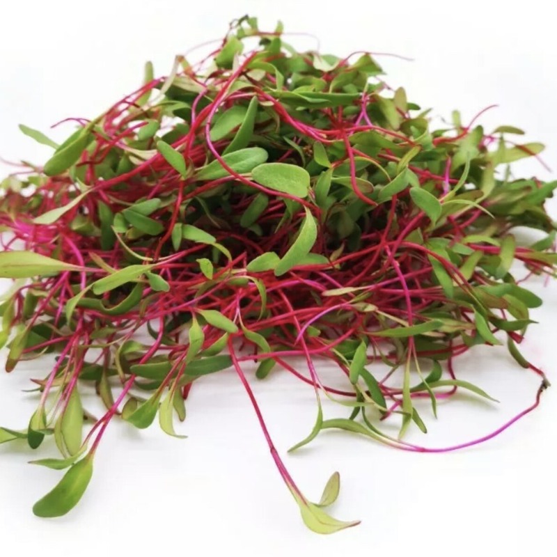 Photo of Beet Microgreens