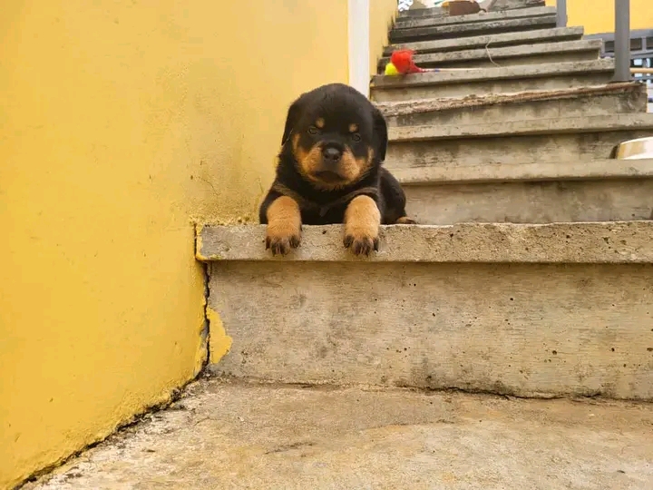 Rottweiler 
