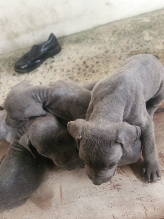 Filhotes de Cane Corso
