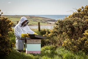 Mark inspecting hive