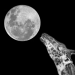 Celestial Giraffe