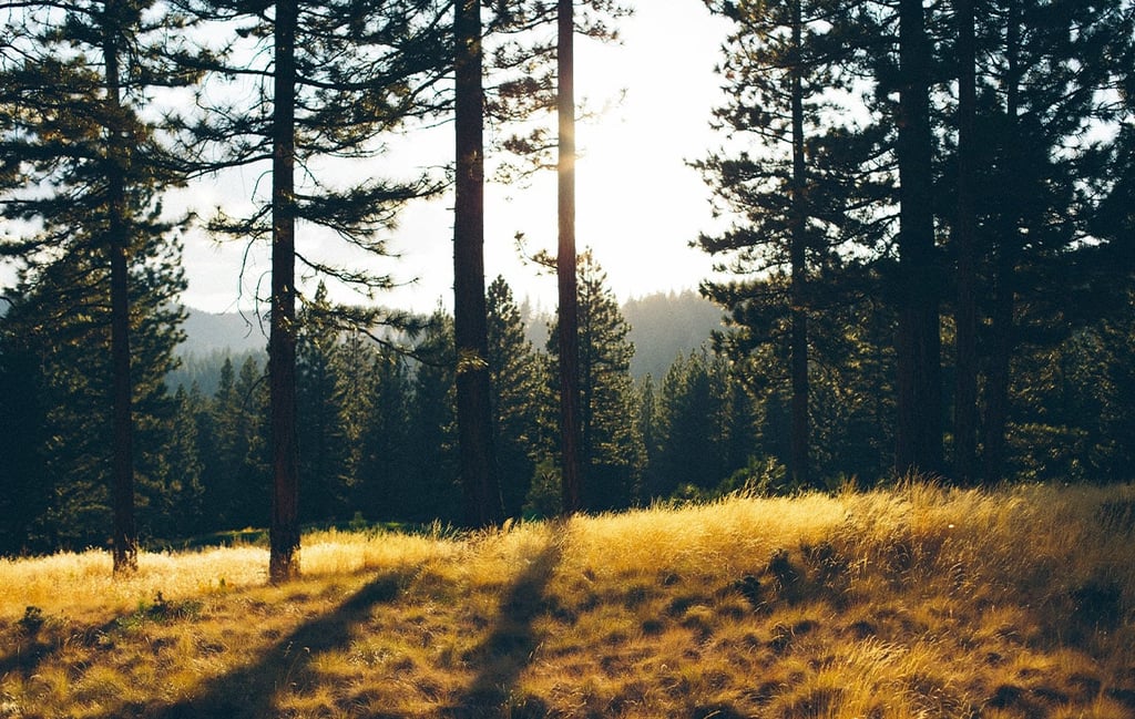 BeWooden